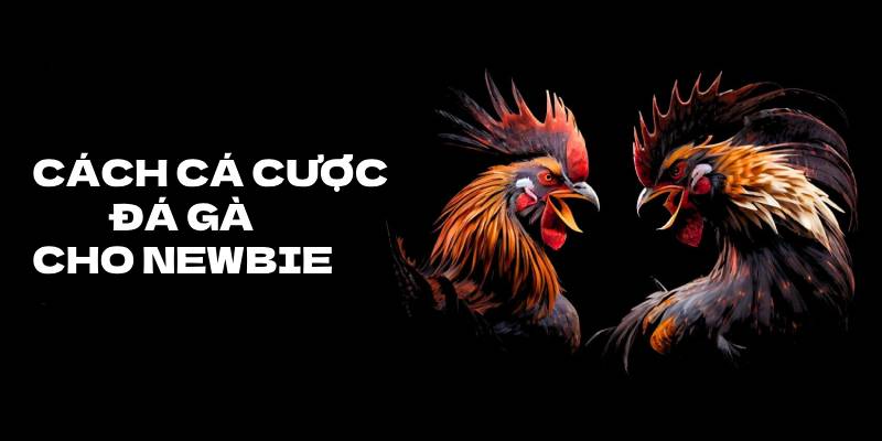 Cách Cá Cược Đá Gà Cho Người Mới Chơi Đơn Giản 1 Cach Ca Cuoc Da Ga Cho Nguoi Moi Choi Don Gian