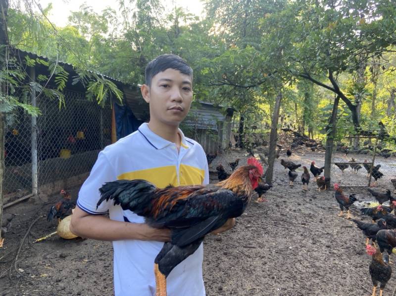 Cách Xác Định Tuổi Thọ Của Gà Đá Chuẩn 4 Cách Tăng Cường Tuổi Thọ Cho Gà Đá