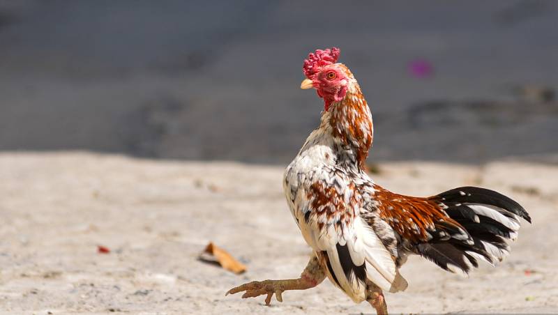 Cách Xác Định Tuổi Thọ Của Gà Đá Chuẩn 13 Cách Xác Định Tuổi Thọ Của Gà Đá Chuẩn