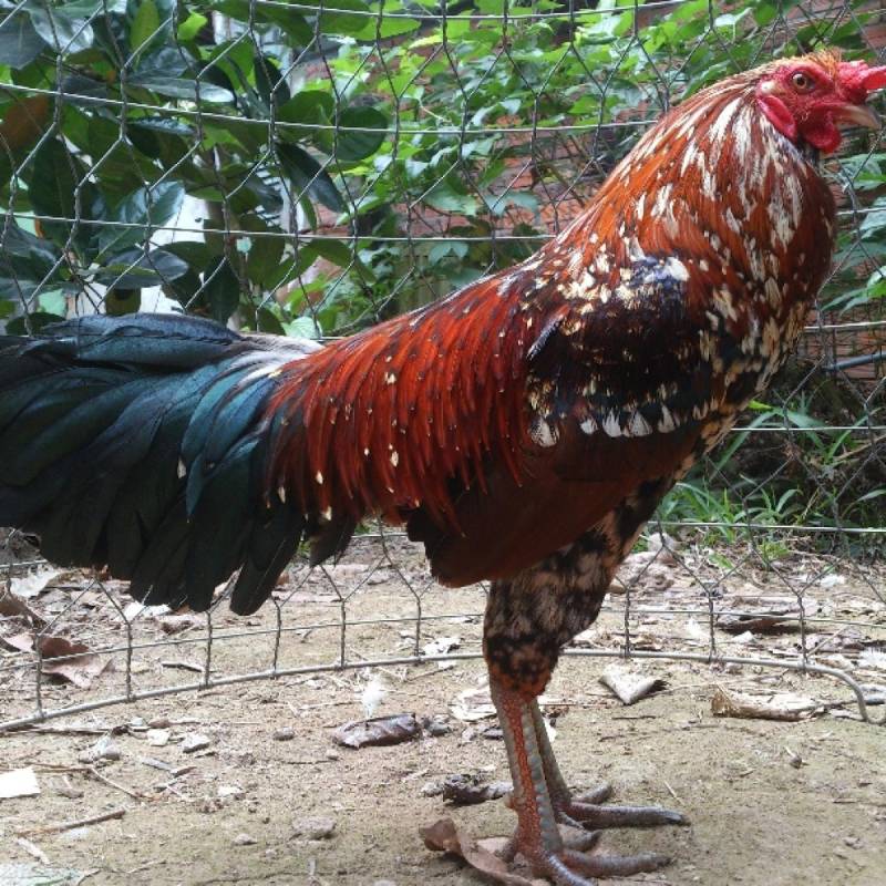 Hướng Dẫn Nuôi Gà Đá Cho Người Mới Chơi 2 Chọn Giống Gà Nòi Chất Lượng