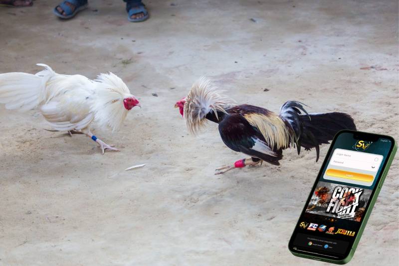 Đá Gà Thomo Là Gì - Sân Chơi Cá Cược Siêu Thú Vị 3 Đá gà Thomo khác gì so với đá gà dân gian tại Việt Nam?