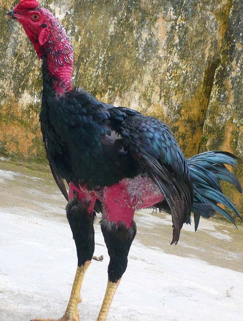 Hướng Dẫn Nuôi Gà Đá Cho Người Mới Chơi 3 Đặc điểm về tướng gà