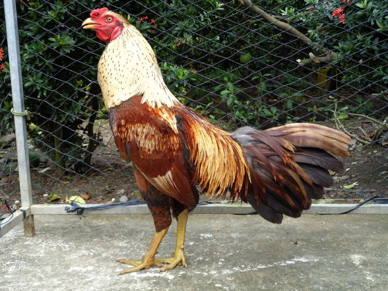 Kinh Nghiệm Chọn Giống Gà Đá Chất Lượng 8 Kinh Nghiem Chon Giong Ga Da Chat Luong