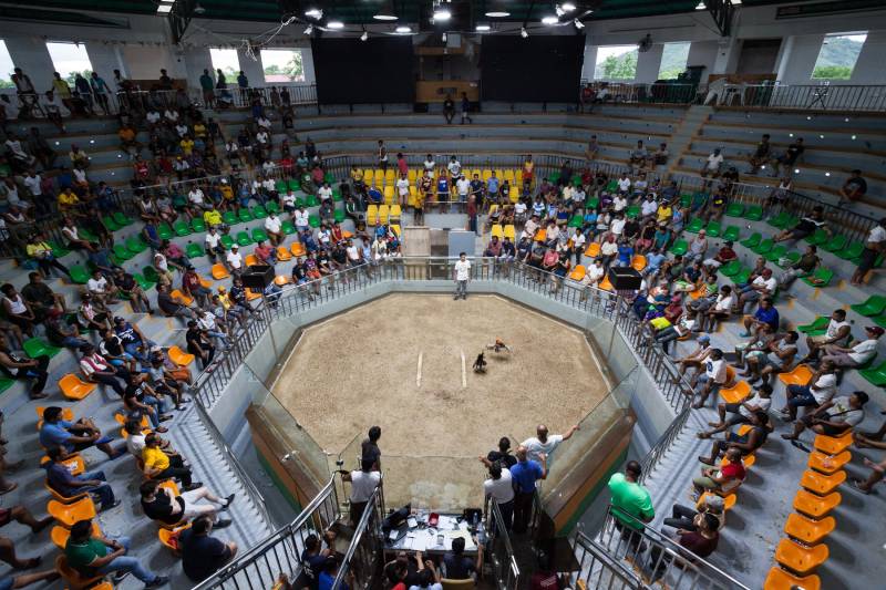 Đá Gà Cựa Dao Philippines Là Gì - Mẹo Cược Đá Gà Hay 5 Kinh Nghiệm Cược Chọi Kê Philippines Thắng Lớn