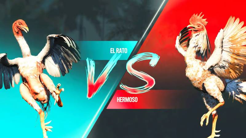 Đá Gà Thomo Là Gì - Sân Chơi Cá Cược Siêu Thú Vị 4 Luật chơi đá gà Thomo