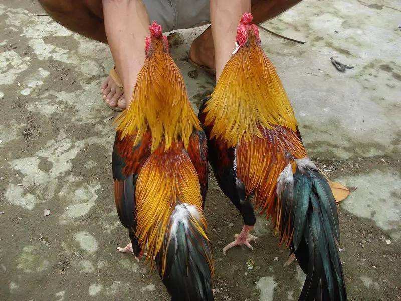 Kinh Nghiệm Chọn Giống Gà Đá Chất Lượng 5 Qua Dac Diem Than Hinh ga da