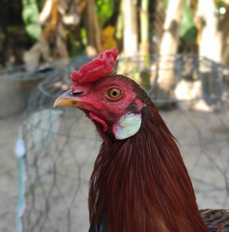 Kinh Nghiệm Chọn Giống Gà Đá Chất Lượng 3 Theo Dac Diem Cua Dau ga