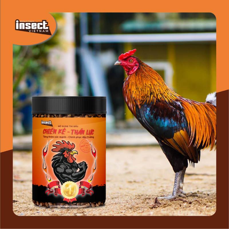 Hướng Dẫn Nuôi Gà Đá Cho Người Mới Chơi 4 Thuc An Chinh ga da