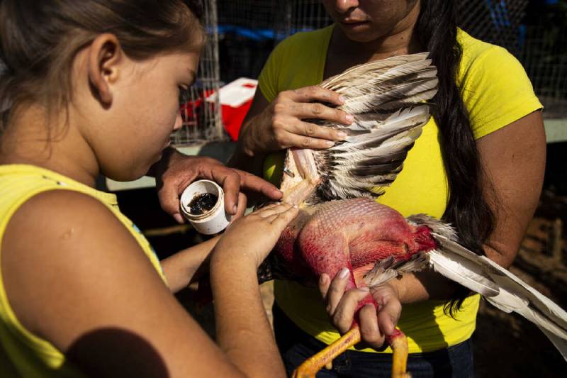 Xử Lý Vết Thương Của Gà Trong Giải Lao