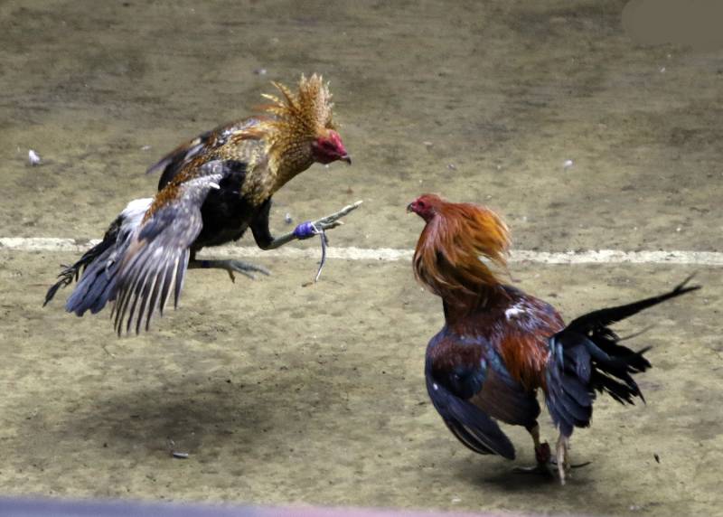 Cách Xác Định Tuổi Thọ Của Gà Đá Chuẩn 3 Yếu Tố Ảnh Hưởng Đến Tuổi Thọ Của Gà Đá